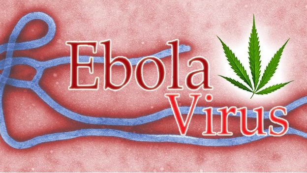 ebola cannabis